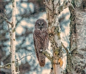 GreatGrayOwl002